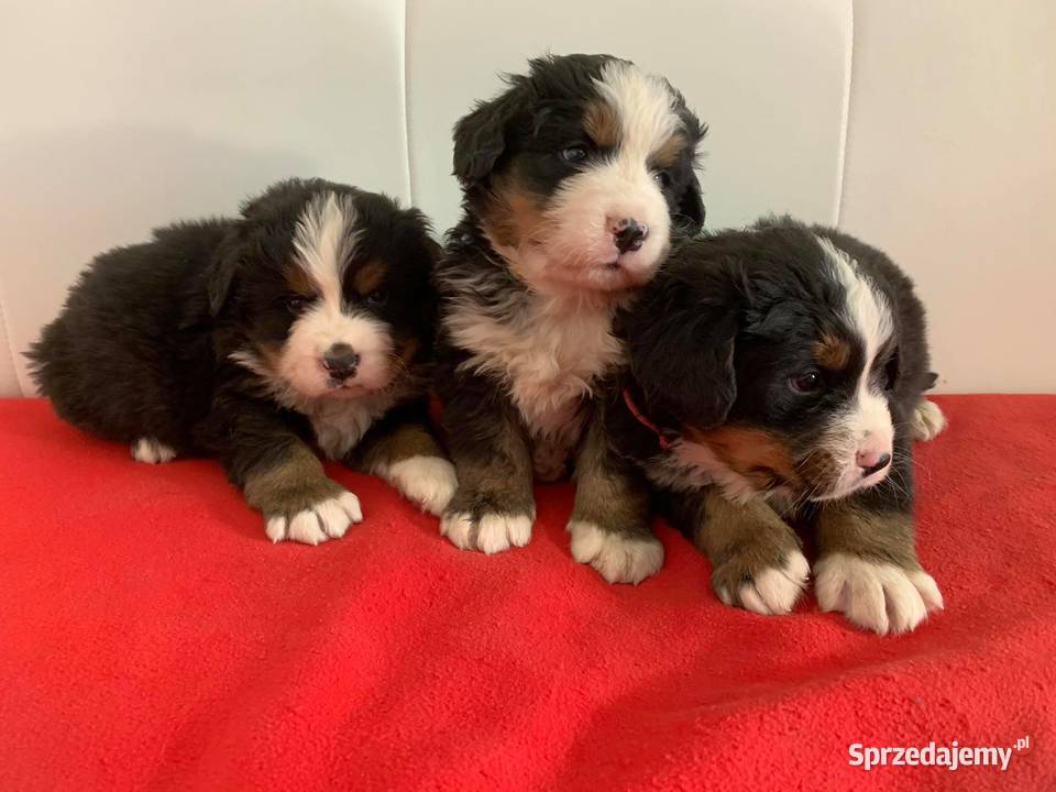 Berneński Pies Pasterski Psy Ciechanów