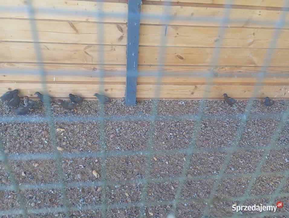 Przepiórki chińskie Wrzesiny sprzedam