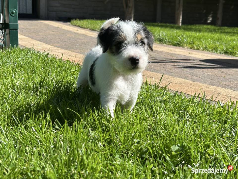 Parson Russell Terrier szczenięta Gostyń