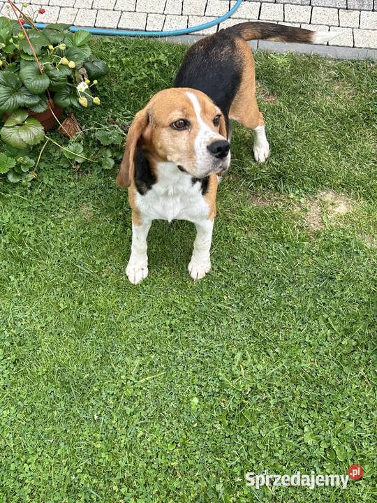Szczenięta Beagle Mystków