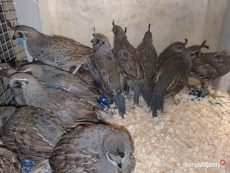 Sprzedam koguty przepiórki kalifornijskiej Ptaki Dubin