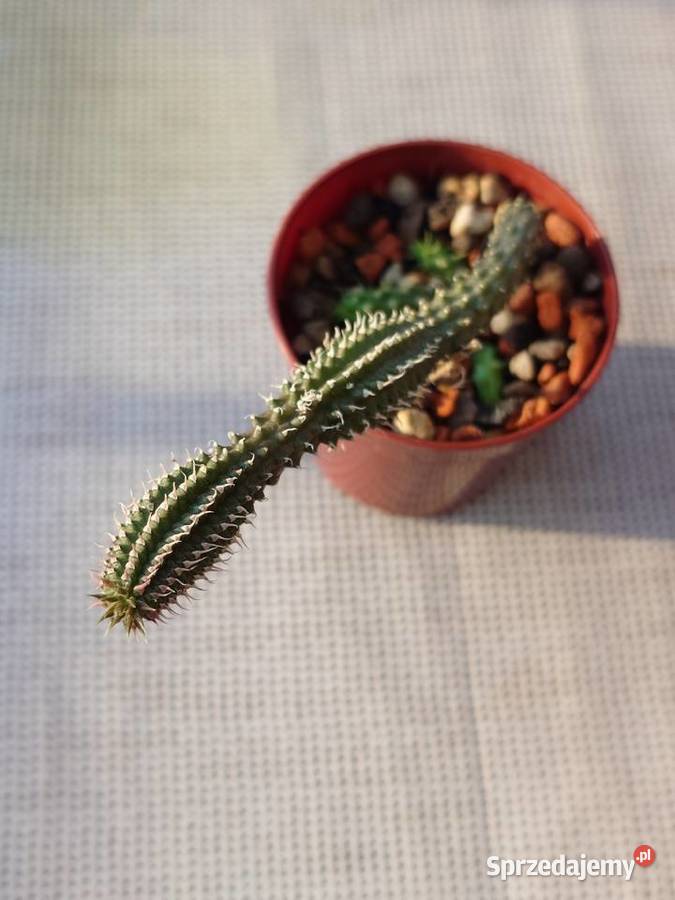 Echidnopsis chrysantha sukulent miniatura