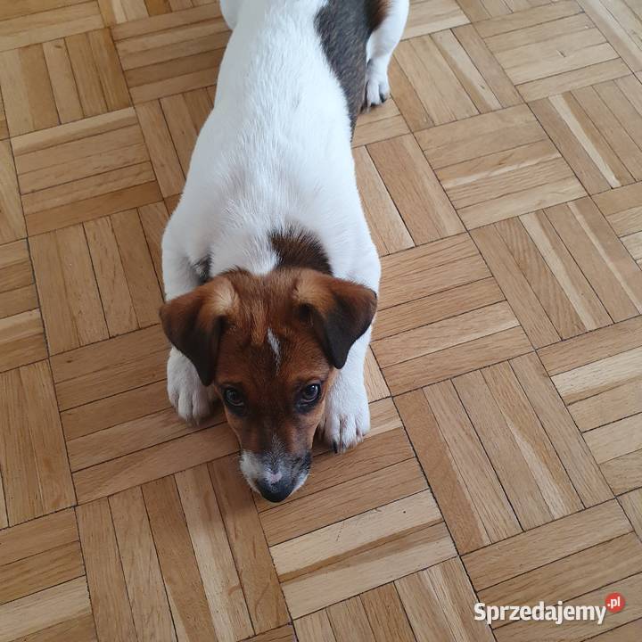 Jack Russell Terrier