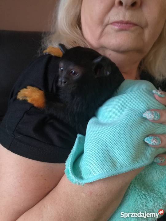 Tamaryna złotoręka roczny samiec Pleszew