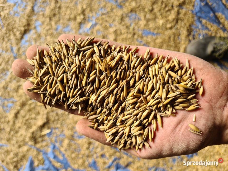 Owies jary podlaskie Sokółka