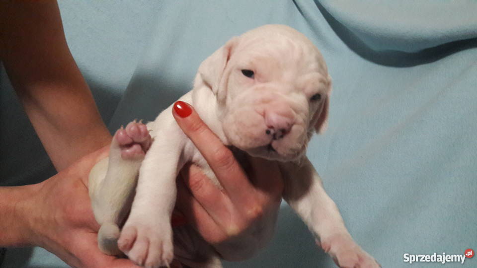 Dog argentyński szczenięta z rodowodem Jaworzno