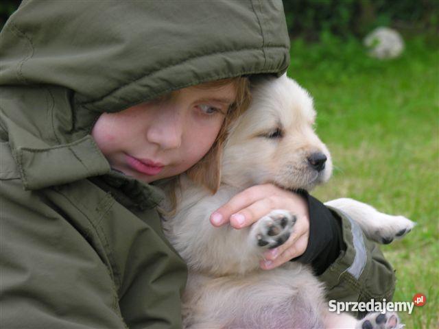 GOLDEN RETRIEVERcudne maluszki Bydgoszcz