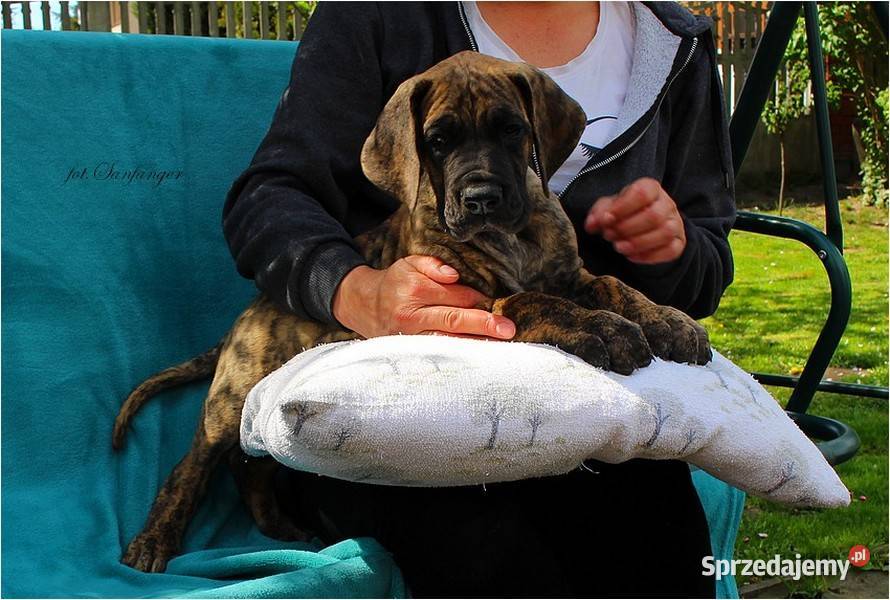 Dog Niemiecki żółty pręgowany