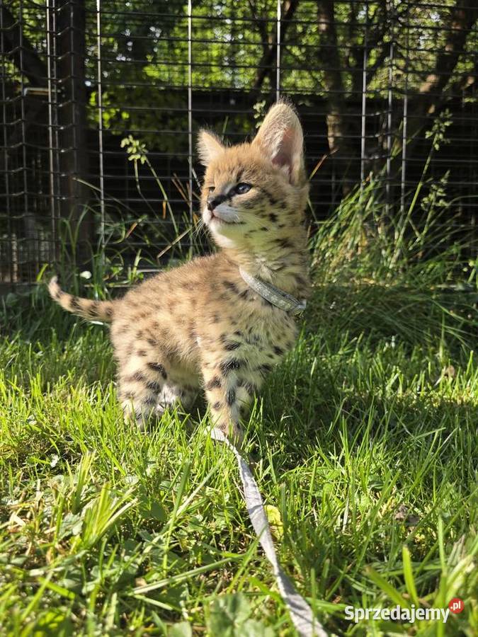Serwal sawannowy serval afrykański ręcznie Kraków