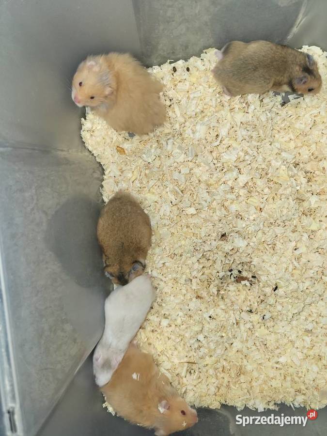 Chomiki syryjskie Wrocław