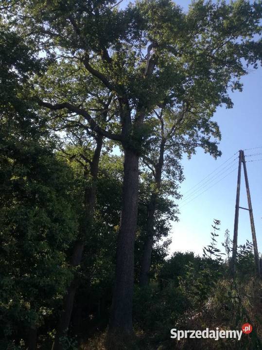 sprzedam dąb Bolesławiec