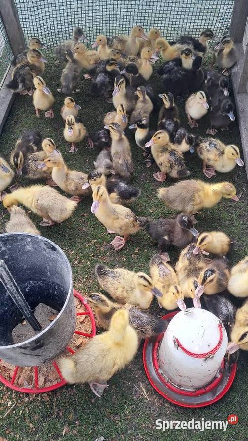 Sprzedam kaczki i gęsi Miedziana