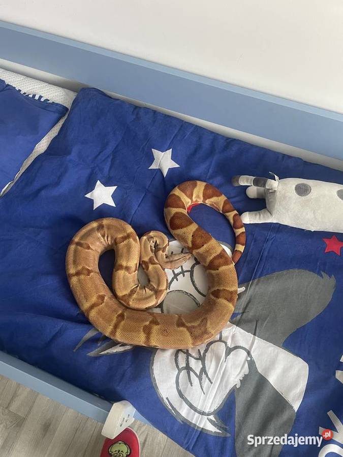 Terrarium Świerklaniec