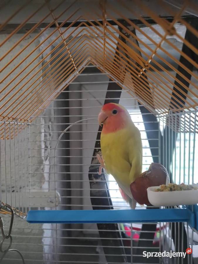 Nierozłączka samiczka Tarnów