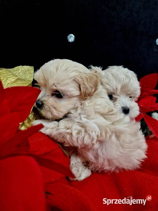 Xxs maltipoo mamusi 2 tatuś FCI wyjątkowe Jasło sprzedam