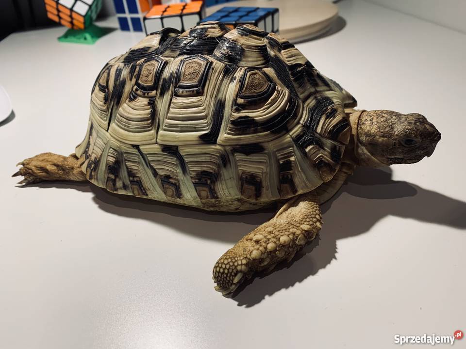 Żółw lądowy Lamparci Młody Szuka domu pomożesz mazowieckie Warszawa