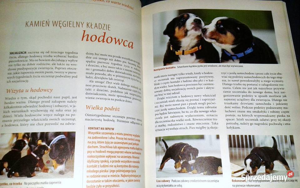 Wychowywanie psa Renate Jones Chełm