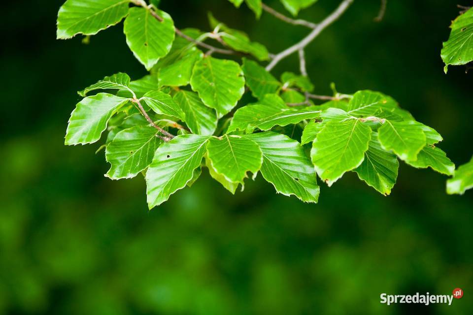 Buk pospolity Fagus sylvatica obwód 1820 z wielkopolskie