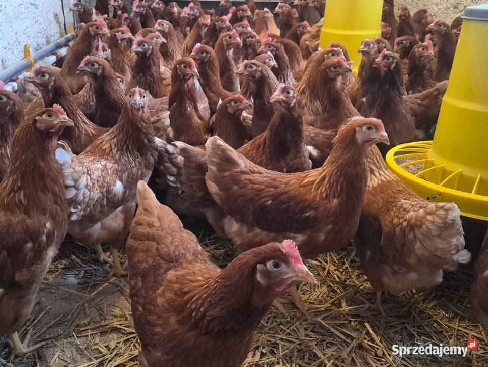 Kury nioski rosa lohman sandy lohman brown Lubań