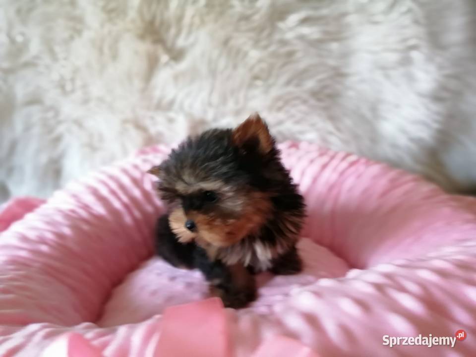 Yorkshire Terrier Śliczne Dziewczynki Maleńkich Olkusz