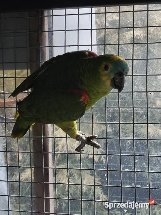 Samica amazonki niebieskoczelnej Olkusz