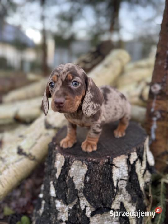 Wyjątkowa Sunia Jamnik miniaturowy Choco merle z Jamnik Katowice sprzedam