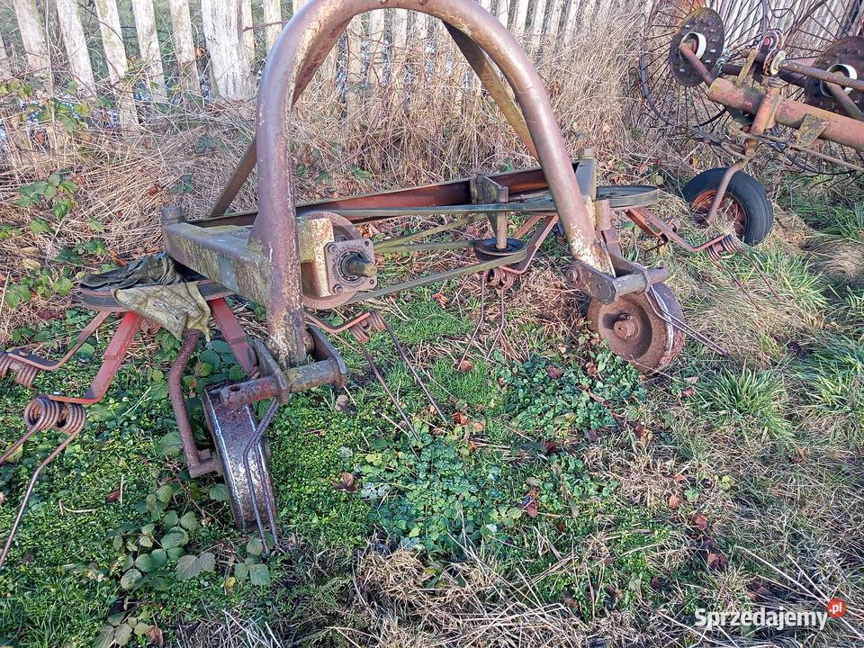 Pająk ważka do siana nieuszkodzony