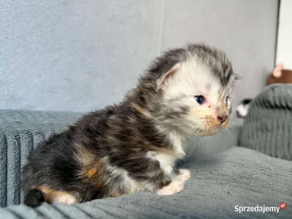 Maine Coon pomorskie Starogard Gdański