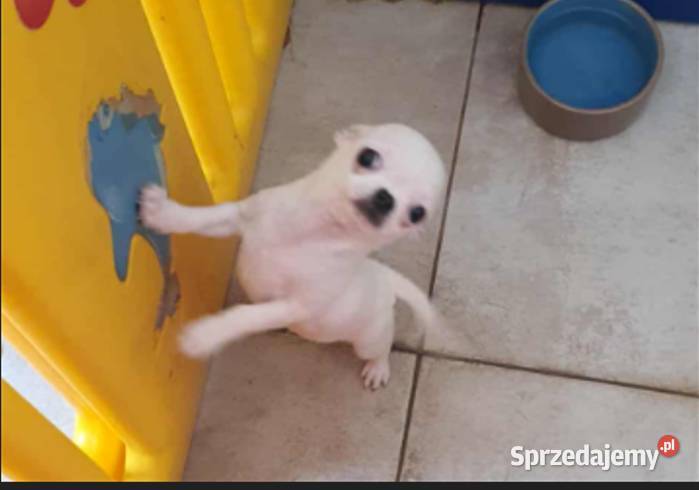 ChihuahuaCziłała śliczny biały piesek sprzedam