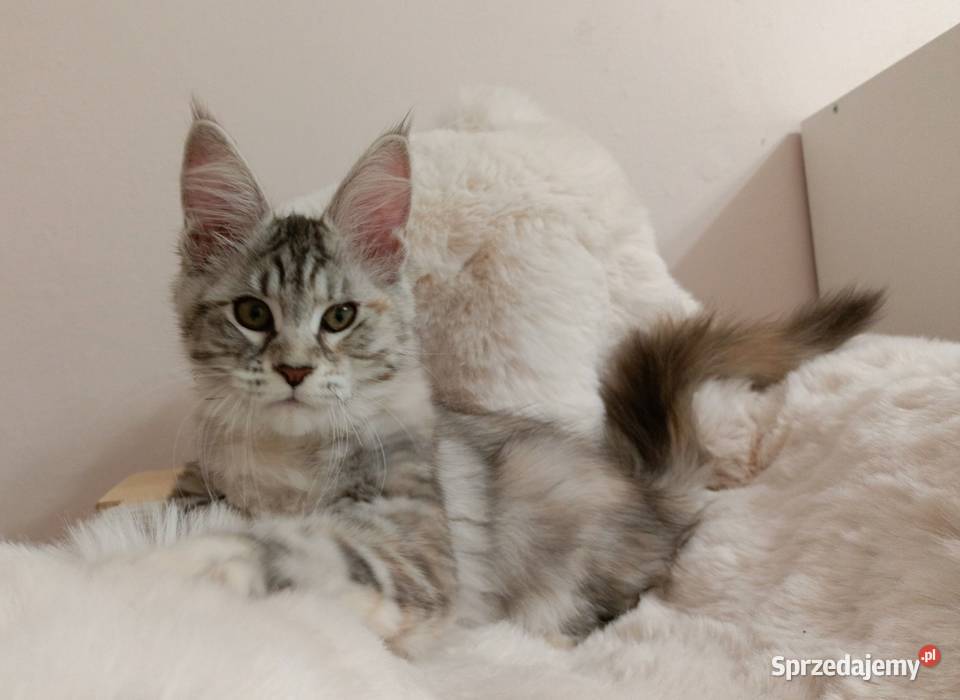 Srebrna Tygryska Maine coon