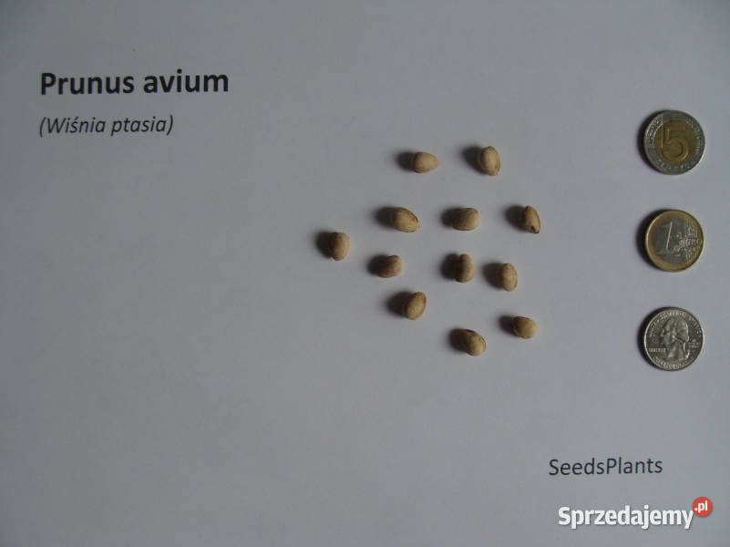 WIŚNIA PTASIA Prunus avium NASIONA 450 sztuk Lubanie