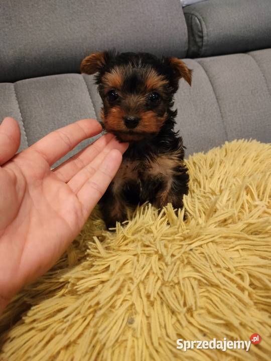 Suczka Yorkshire terrier gotowa do zamiany domu Dobrzejewice