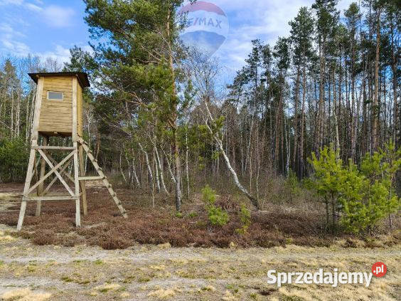 Las sosnowy 50letni pastwiska 9111 m Pustelnik