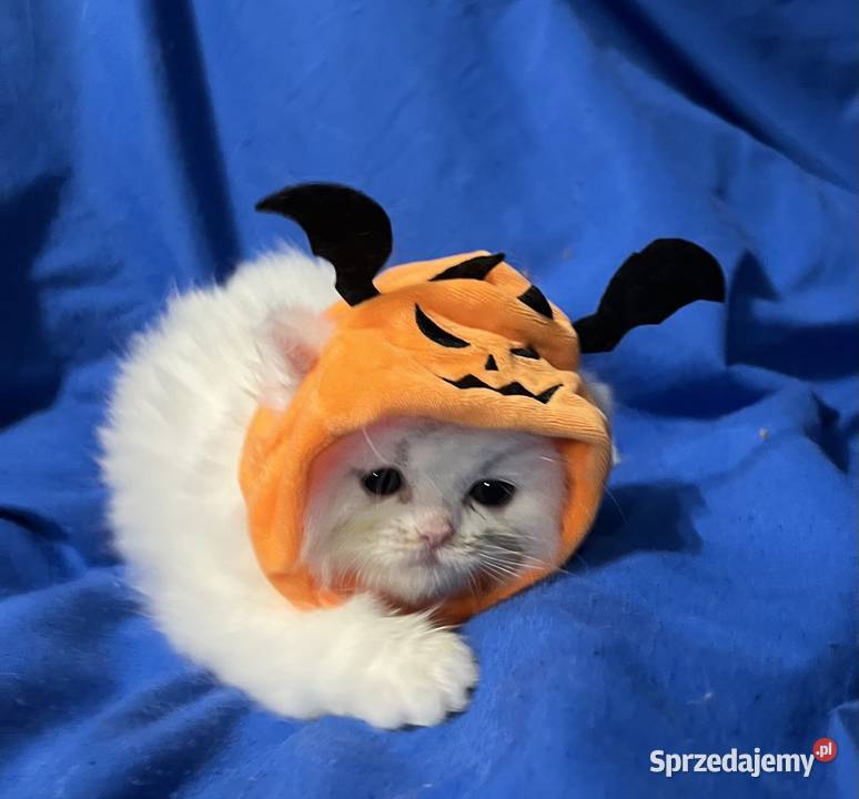 Michel i Edmund kocurki perskie Koty