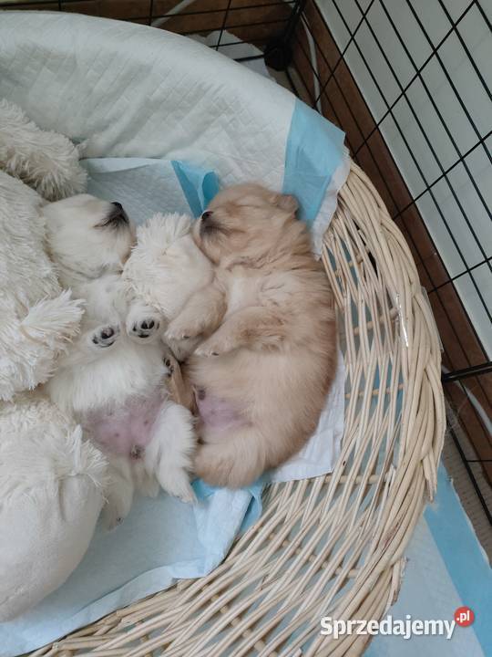 Szpic miniaturowy pomeranian Turek