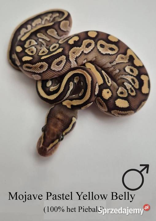 Pyton królewski Mojave Pastel YB 100 het Piebald Golub-Dobrzyń