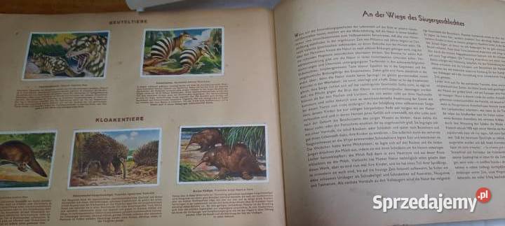 album z 1933 r Cuda świata zwierząt ssaki K26