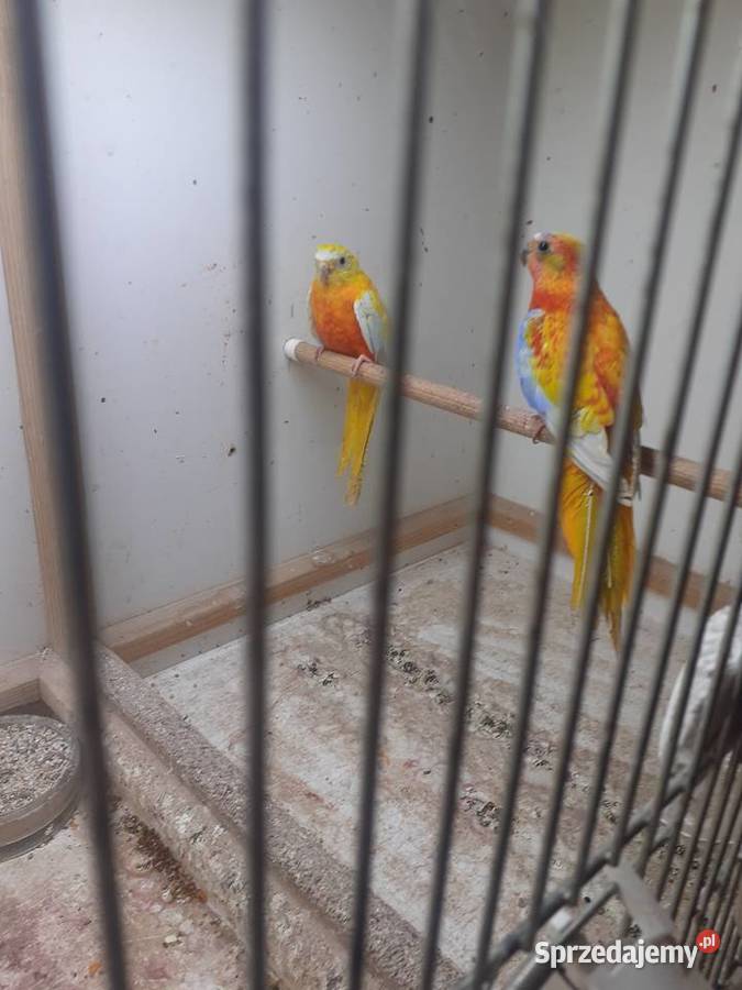 Papugi łąkówki i lilianki Kalisz sprzedam