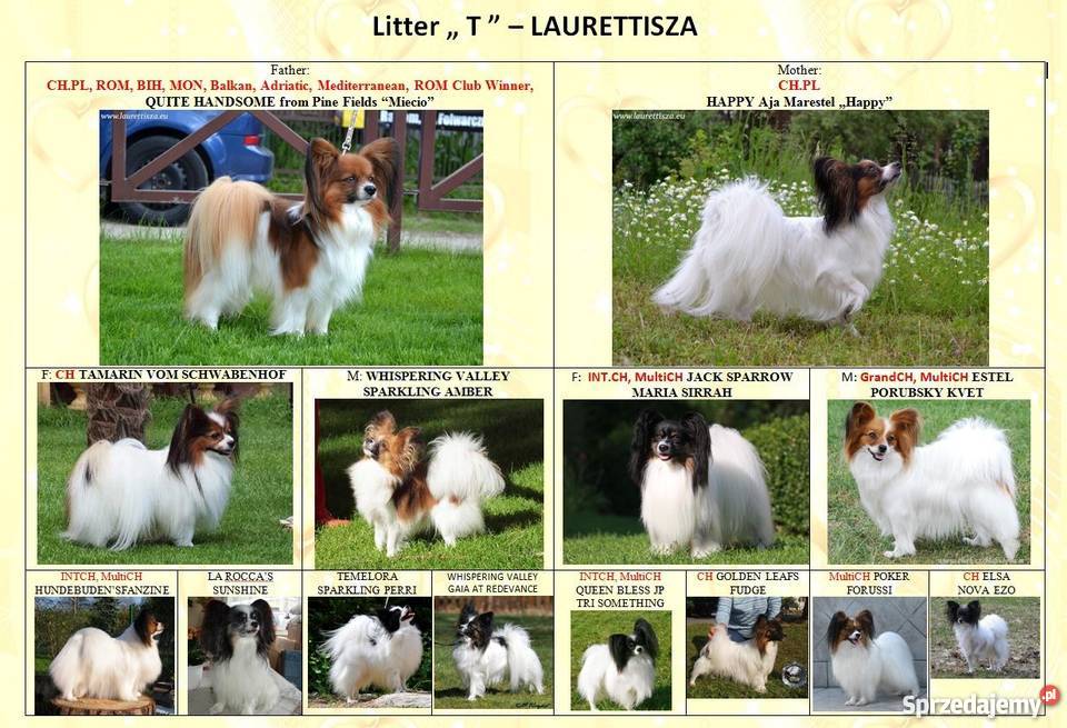 śliczny PAPILLON Spaniel Miniaturowy szczeniak Pionki