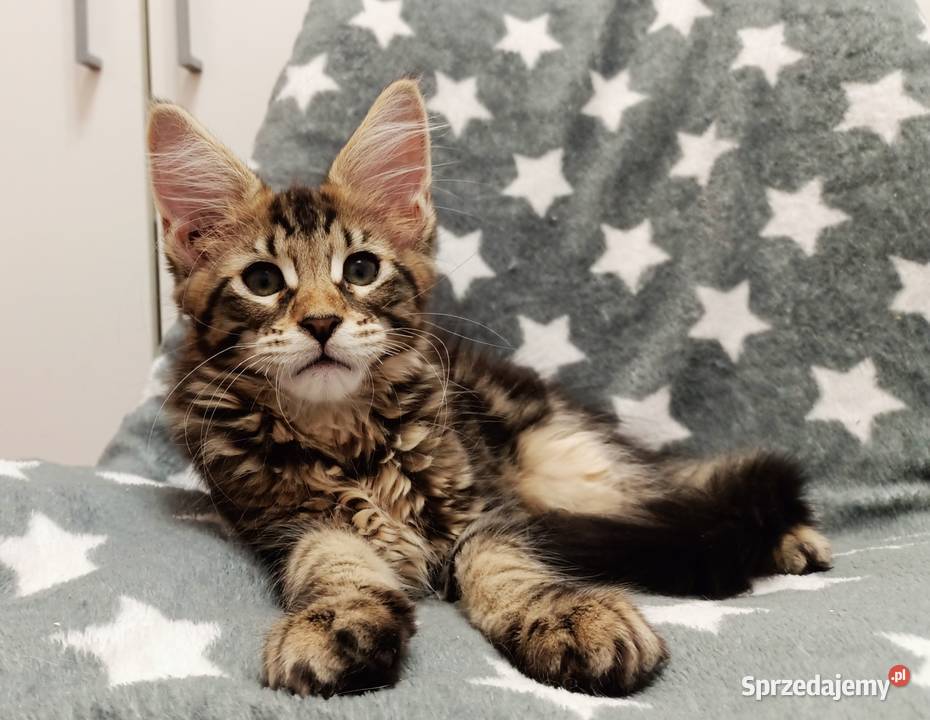 Kochane kociaczki Maine coon Wrocław