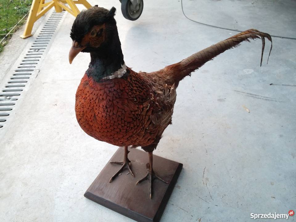 Bażant dekoracyjny ozdoba Profesjonalny Rękodzieło Tuchów