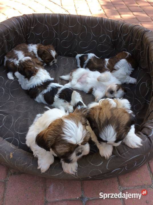 Shih TZU przepiękne szczeniaki tricolor i Klimontów sprzedam