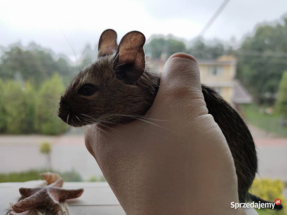 Koszatniczki Samiczki Duża Klatka Kanie