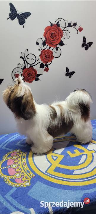 Sunia bialoczerwona łódzkie Mokrsko