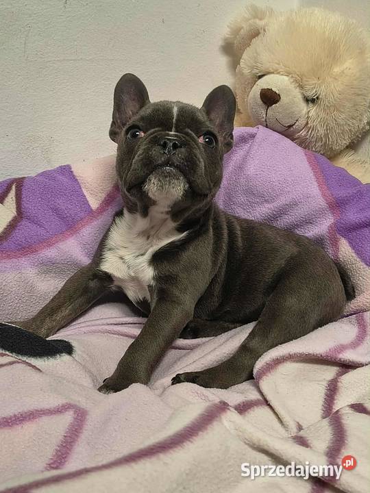 buldog francuski suczka niebieskapaszport