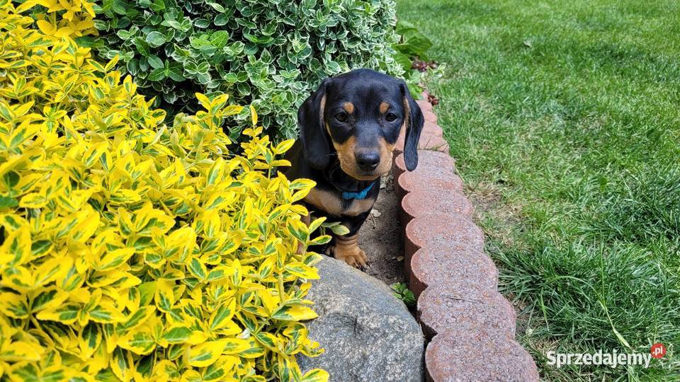 Jamnik Miniaturowy Łódź