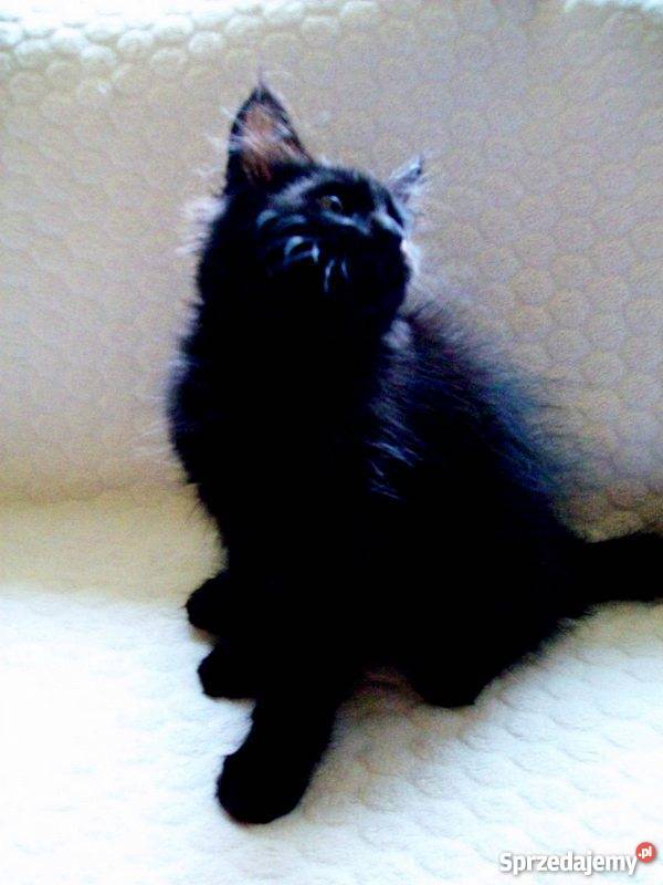 Kocięta Maine Coon Radom