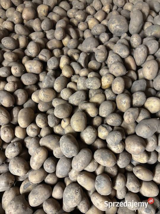 Ziemniaki 3545mm Soraya świętokrzyskie Pełczyska
