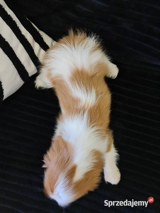 Cavalier sunia z czteropokoleniowym rodowodem Żarki