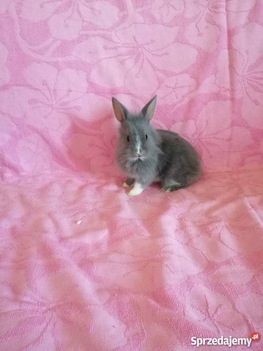 Króliczki karzelki króliczki miniaturki Radom